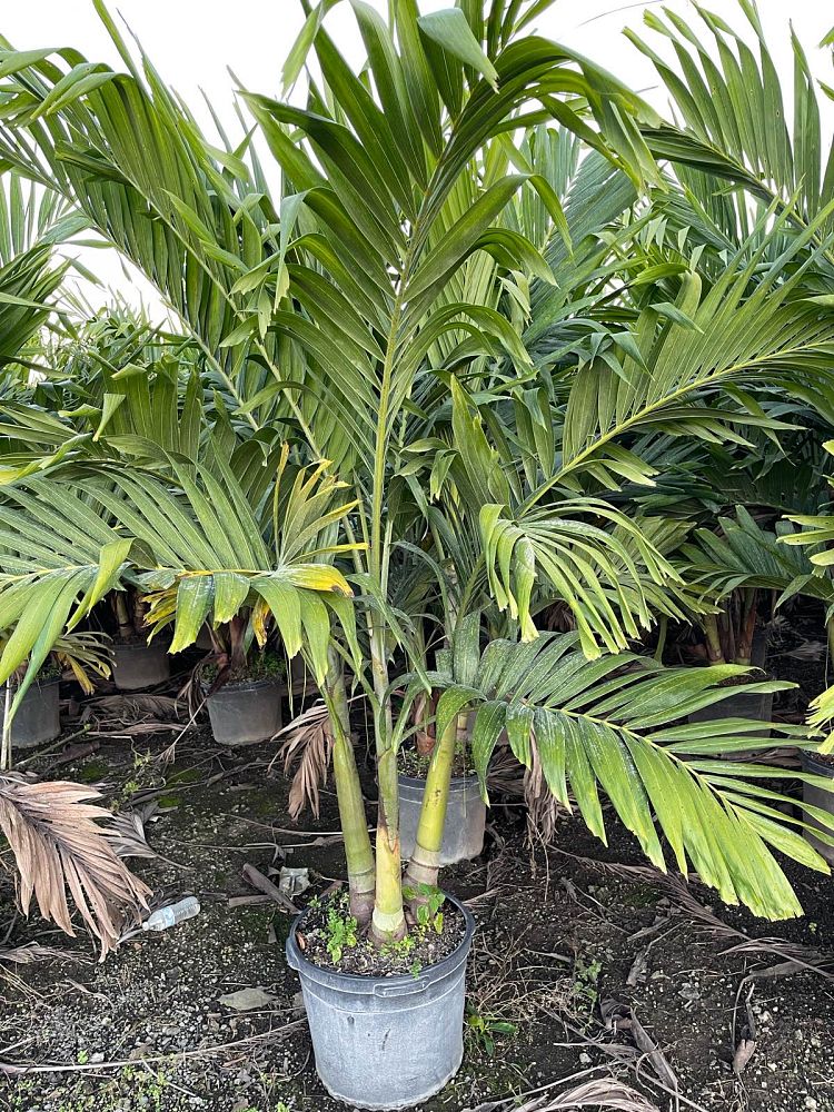 veitchia-merrillii-christmas-palm-adonidia-merrillii