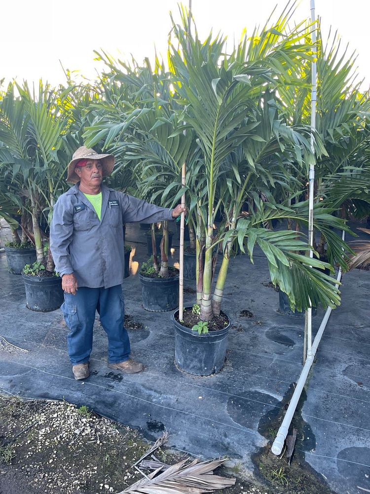 veitchia-merrillii-christmas-palm-adonidia-merrillii