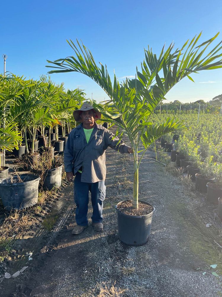 veitchia-merrillii-christmas-palm-adonidia-merrillii