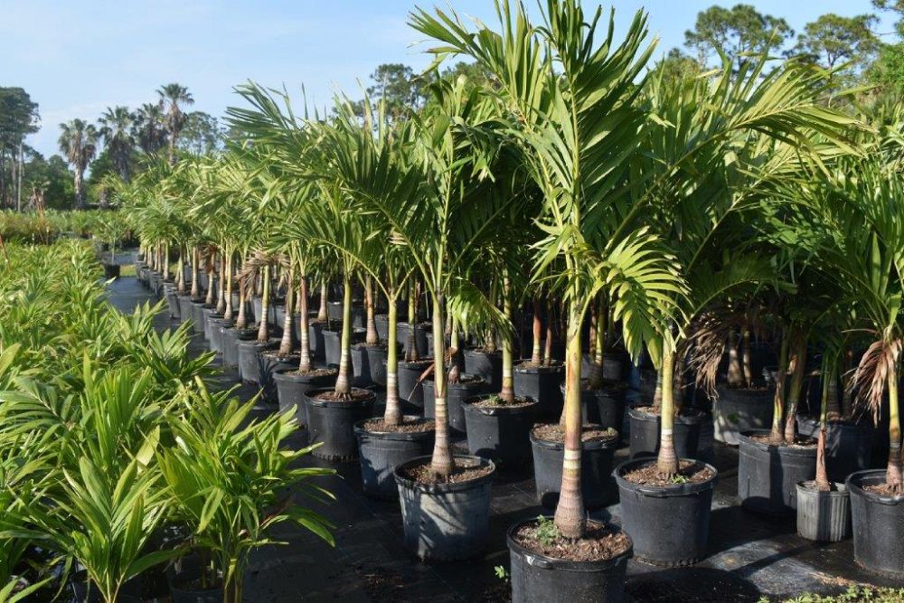 veitchia-merrillii-christmas-palm-adonidia-merrillii