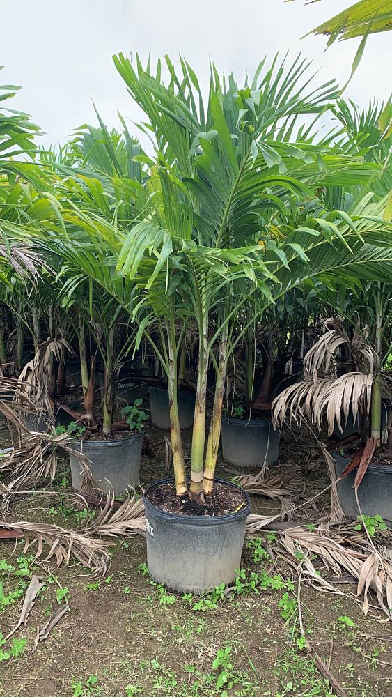 veitchia-merrillii-christmas-palm-adonidia-merrillii