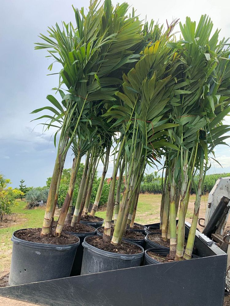 veitchia-merrillii-christmas-palm-adonidia-merrillii