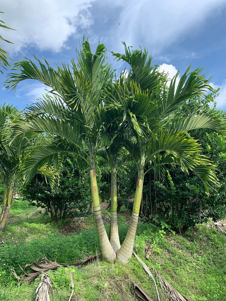 veitchia-merrillii-christmas-palm-adonidia-merrillii