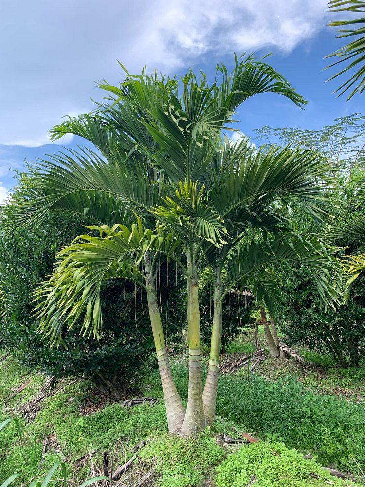 veitchia-merrillii-christmas-palm-adonidia-merrillii