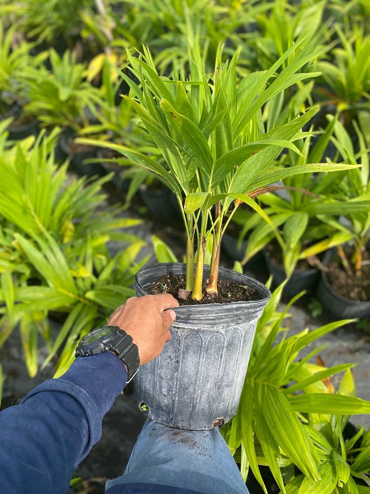 veitchia-merrillii-christmas-palm-adonidia-merrillii
