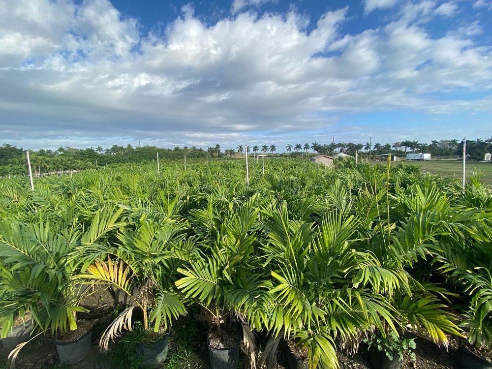veitchia-merrillii-christmas-palm-adonidia-merrillii