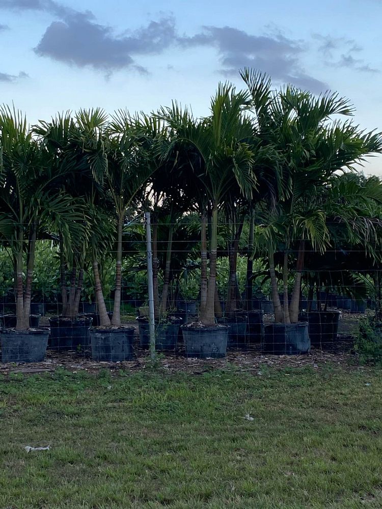veitchia-merrillii-christmas-palm-adonidia-merrillii