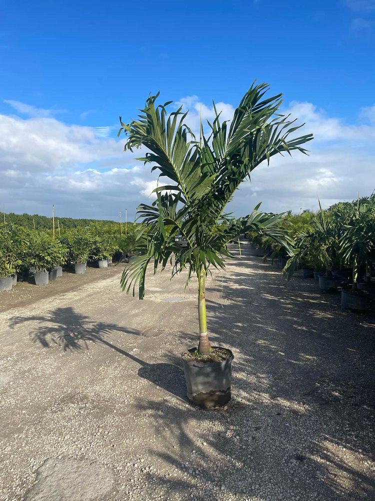 veitchia-merrillii-christmas-palm-adonidia-merrillii