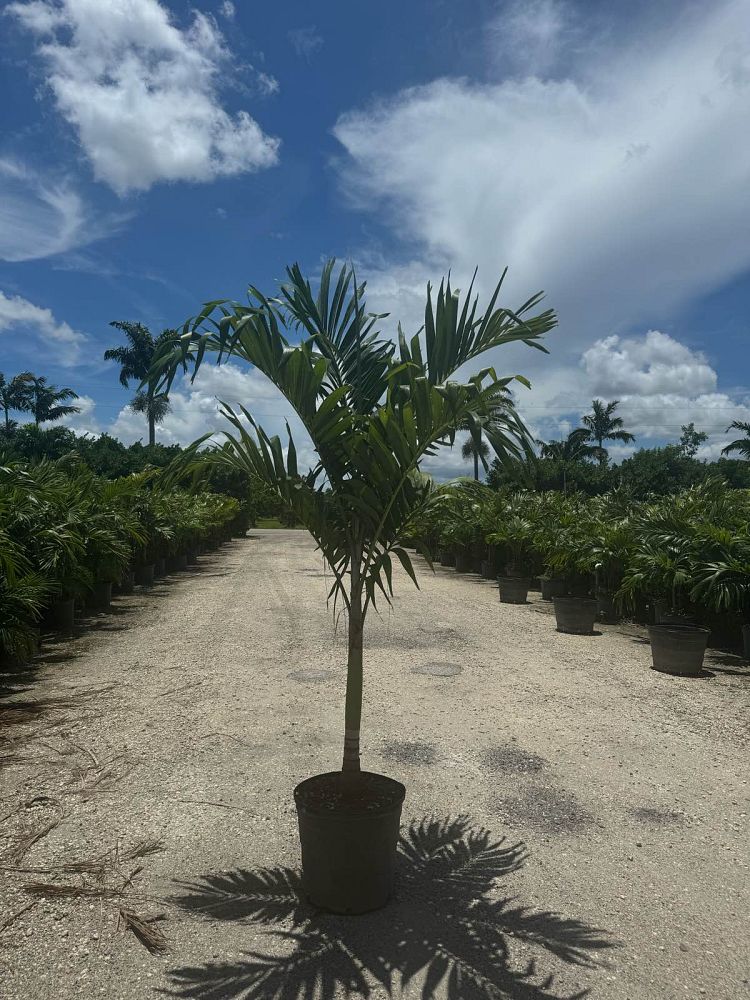 veitchia-merrillii-christmas-palm-adonidia-merrillii