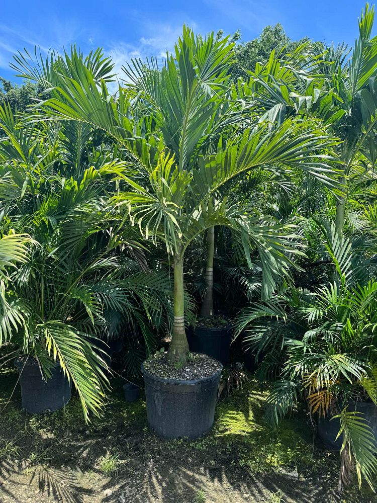 veitchia-merrillii-christmas-palm-adonidia-merrillii