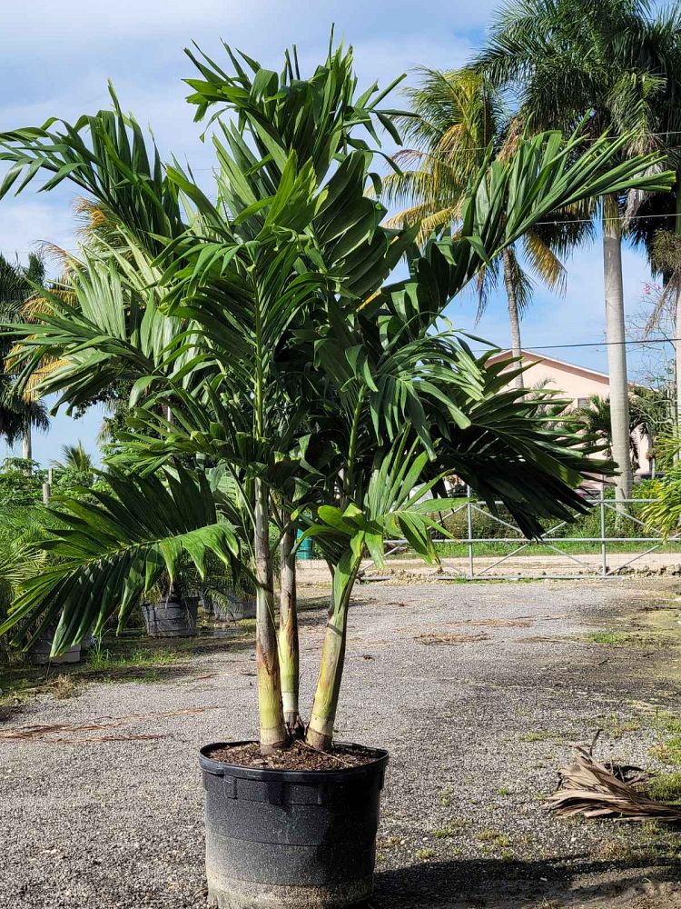 veitchia-merrillii-christmas-palm-adonidia-merrillii