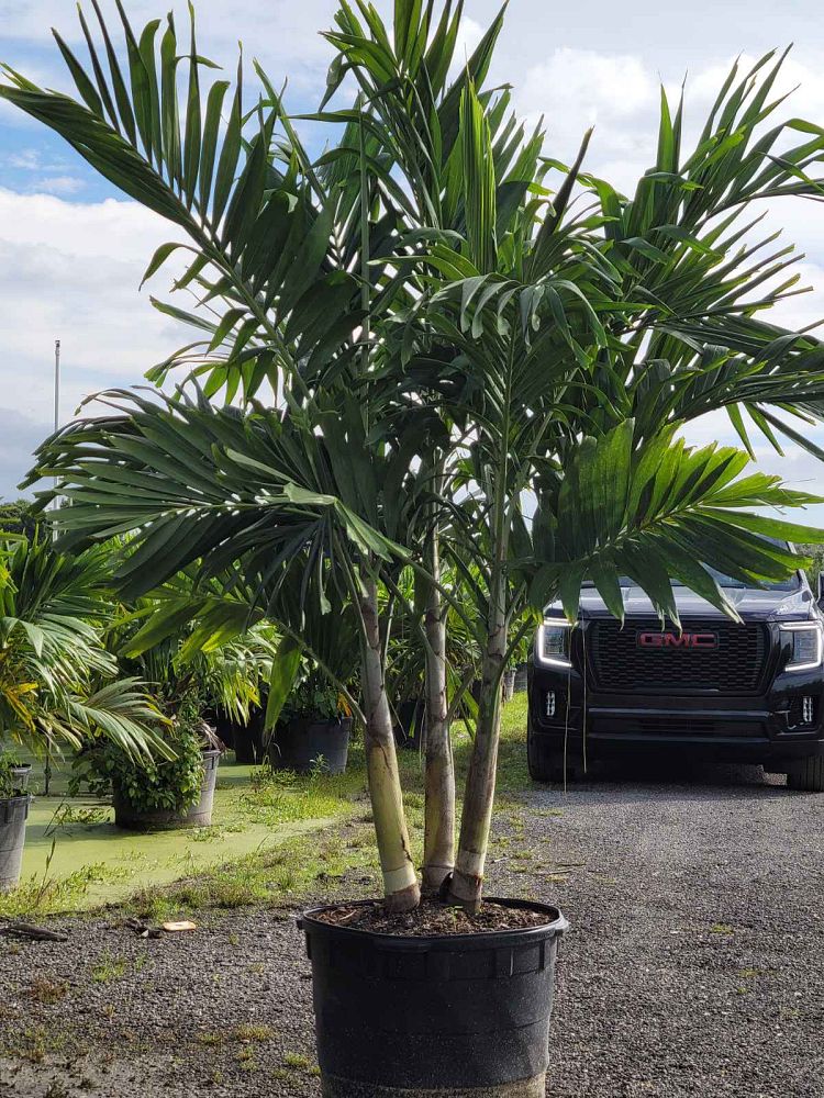 veitchia-merrillii-christmas-palm-adonidia-merrillii