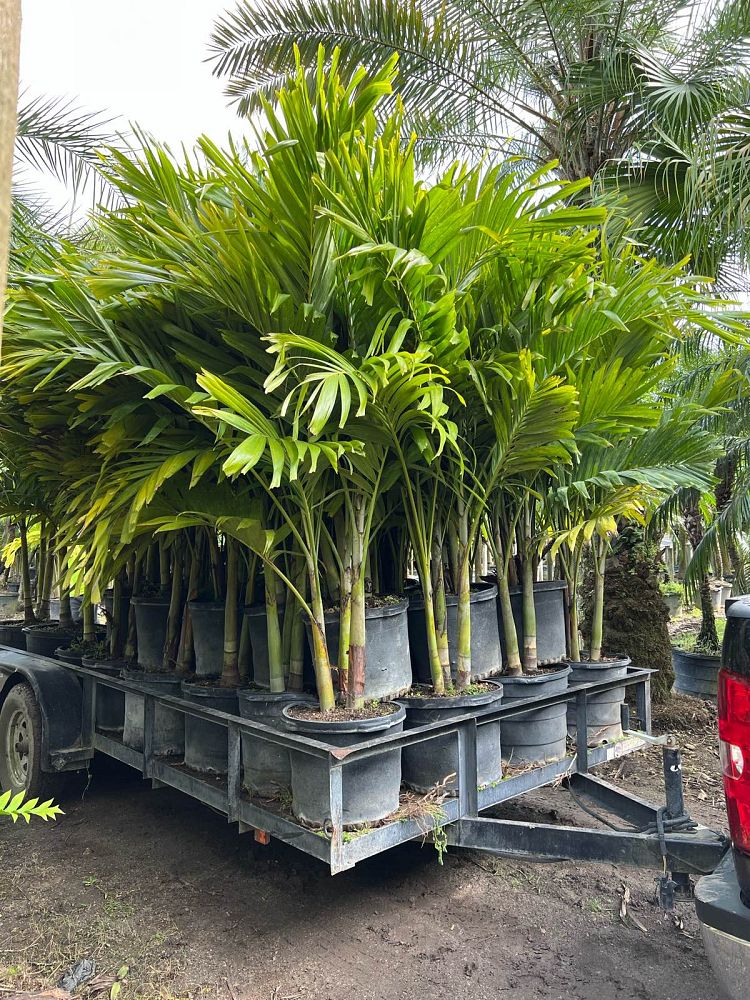 veitchia-merrillii-christmas-palm-adonidia-merrillii
