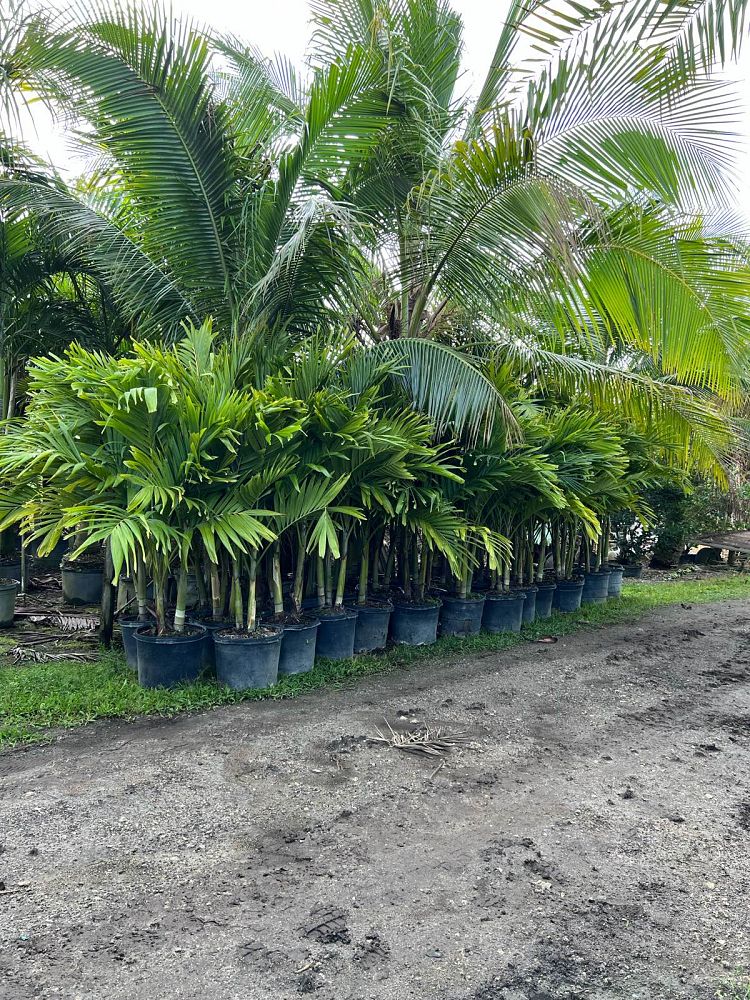veitchia-merrillii-christmas-palm-adonidia-merrillii