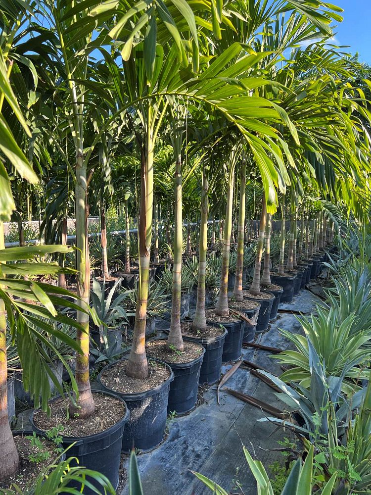 veitchia-merrillii-christmas-palm-adonidia-merrillii