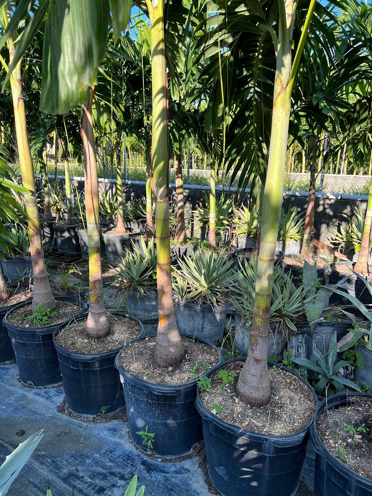 veitchia-merrillii-christmas-palm-adonidia-merrillii