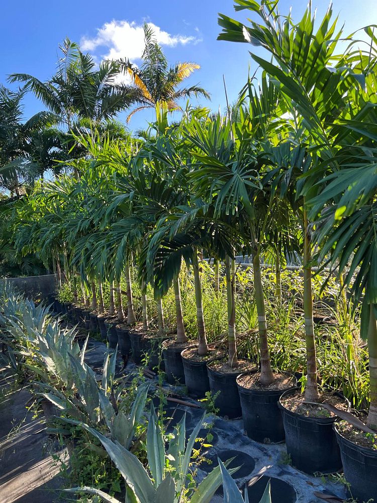 veitchia-merrillii-christmas-palm-adonidia-merrillii