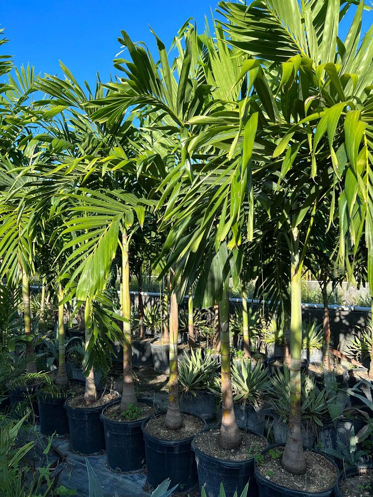 veitchia-merrillii-christmas-palm-adonidia-merrillii