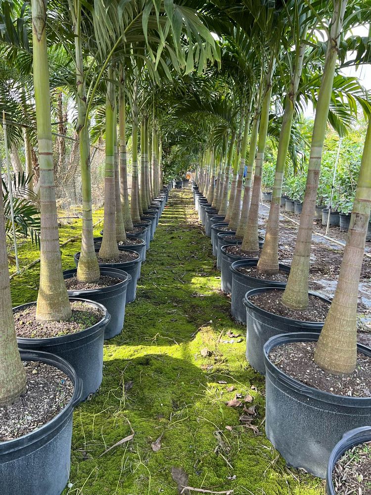 veitchia-merrillii-christmas-palm-adonidia-merrillii
