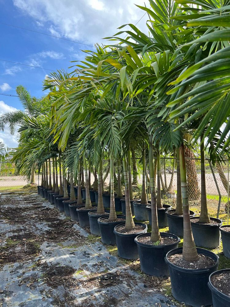 veitchia-merrillii-christmas-palm-adonidia-merrillii