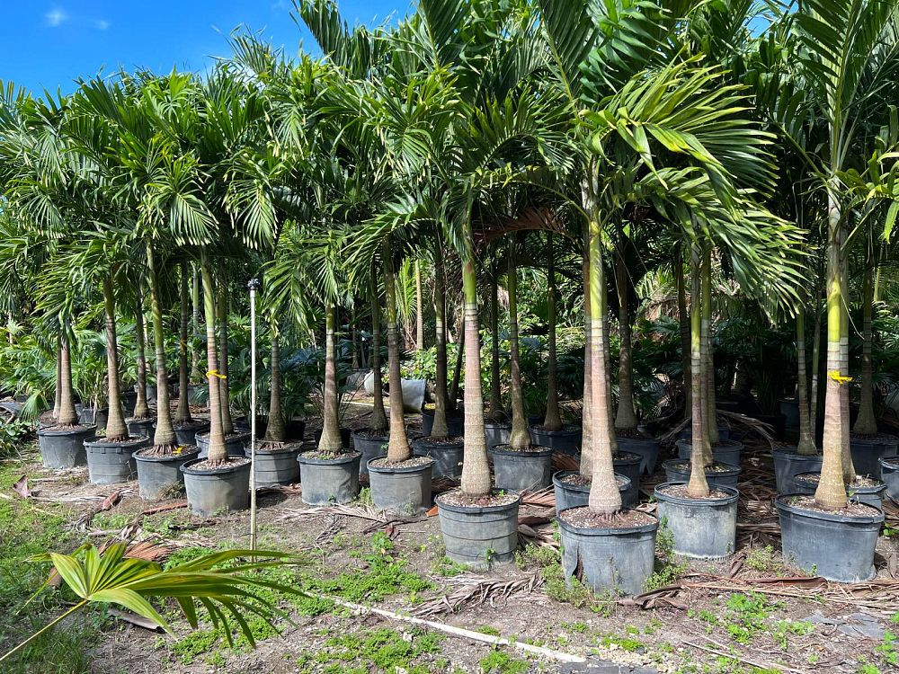 veitchia-merrillii-christmas-palm-adonidia-merrillii