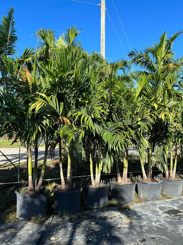 veitchia-merrillii-christmas-palm-adonidia-merrillii