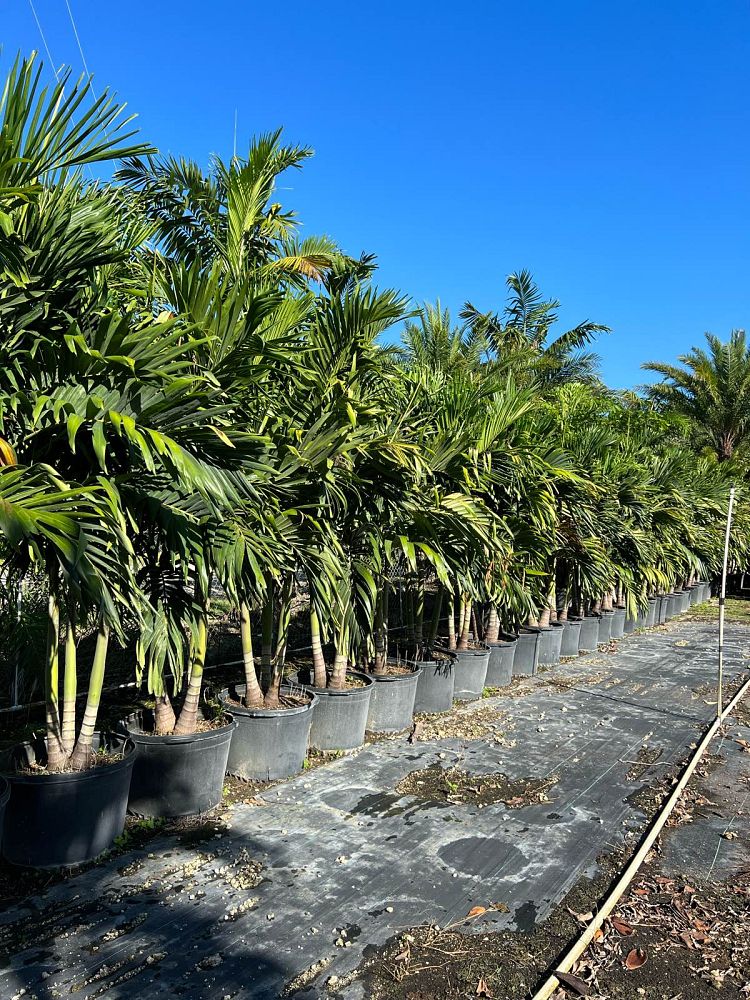 veitchia-merrillii-christmas-palm-adonidia-merrillii