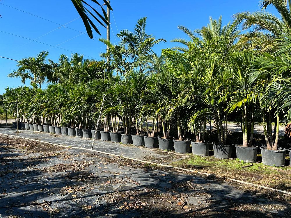 veitchia-merrillii-christmas-palm-adonidia-merrillii