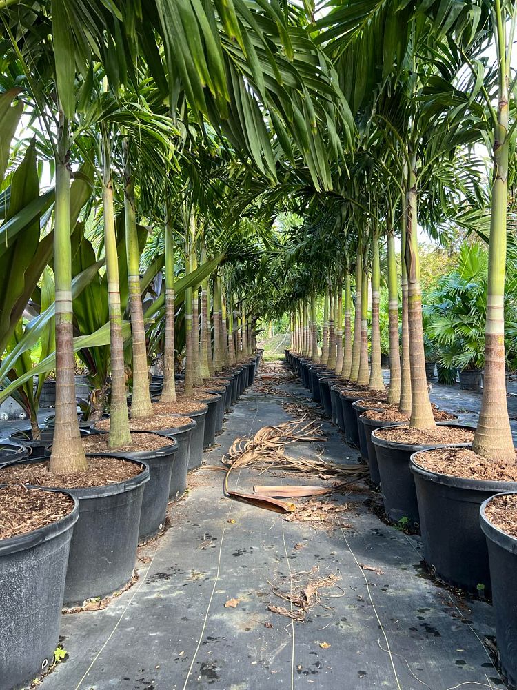 veitchia-merrillii-christmas-palm-adonidia-merrillii