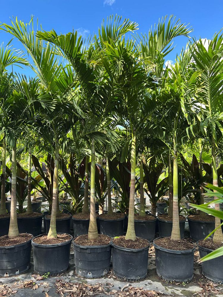 veitchia-merrillii-christmas-palm-adonidia-merrillii