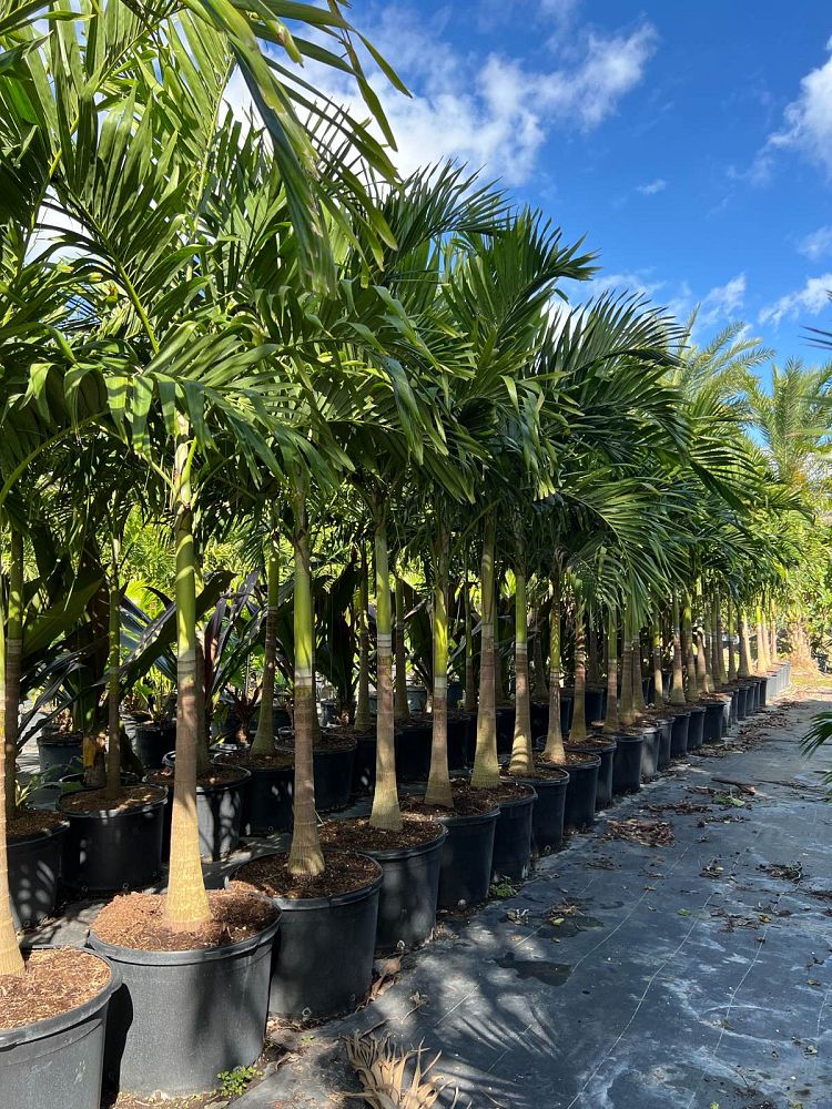 veitchia-merrillii-christmas-palm-adonidia-merrillii