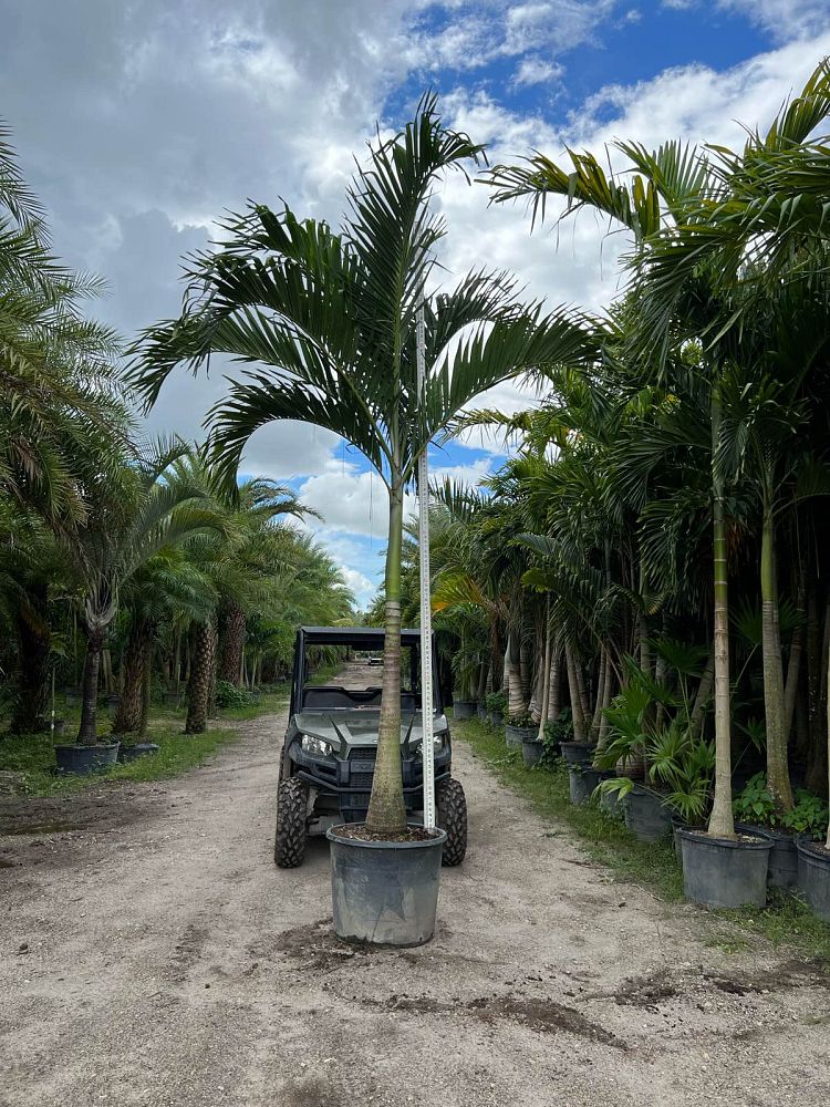 veitchia-merrillii-christmas-palm-adonidia-merrillii