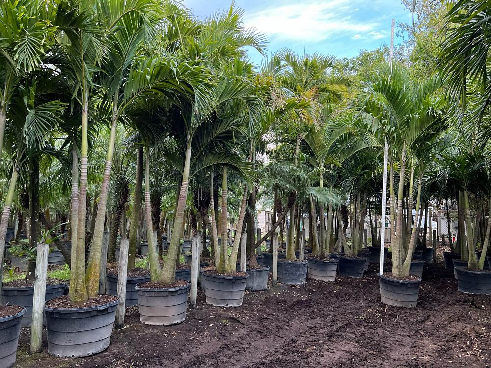 veitchia-merrillii-christmas-palm-adonidia-merrillii