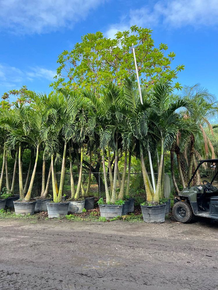 veitchia-merrillii-christmas-palm-adonidia-merrillii