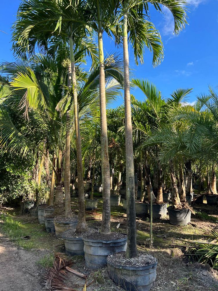 veitchia-merrillii-christmas-palm-adonidia-merrillii