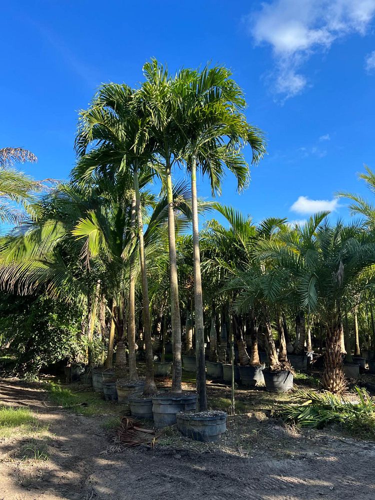 veitchia-merrillii-christmas-palm-adonidia-merrillii