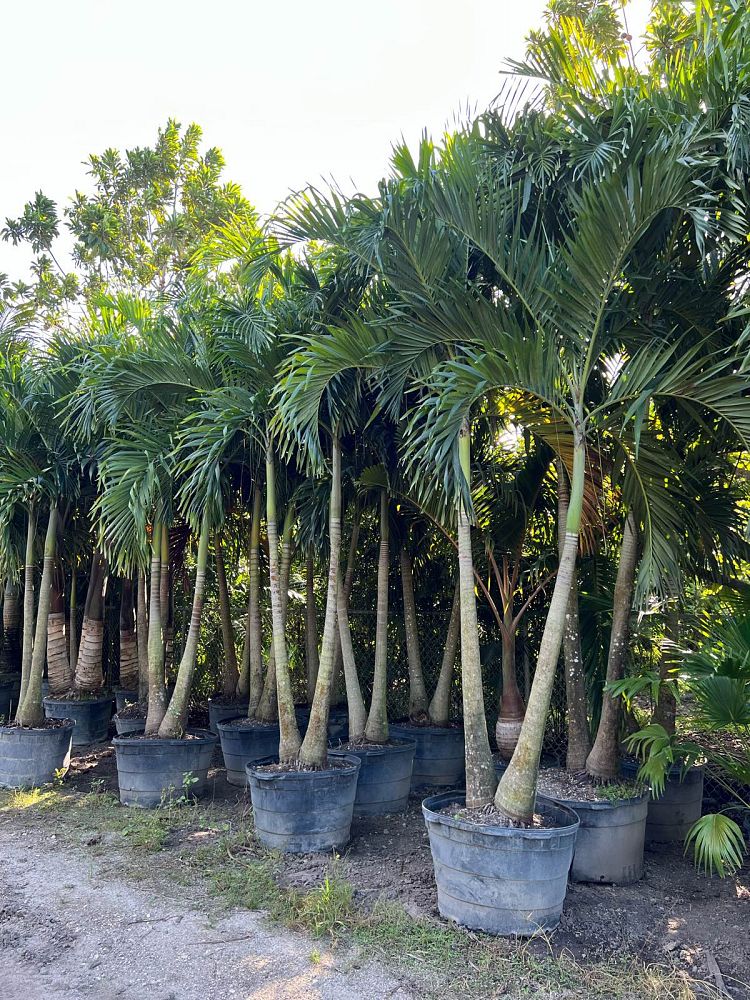 veitchia-merrillii-christmas-palm-adonidia-merrillii