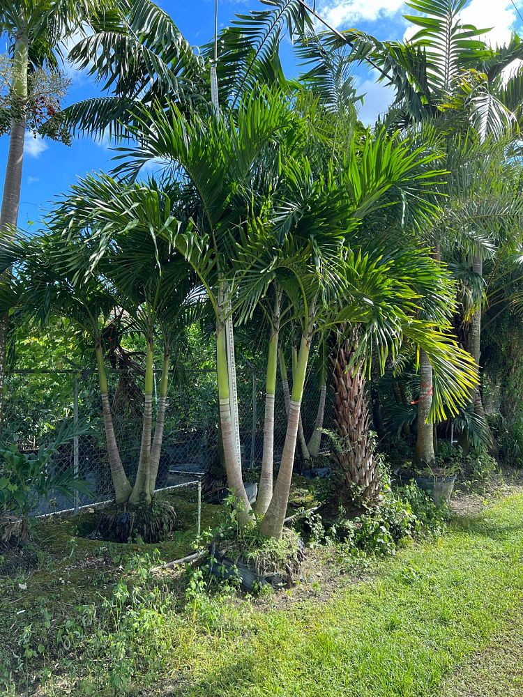 veitchia-merrillii-christmas-palm-adonidia-merrillii