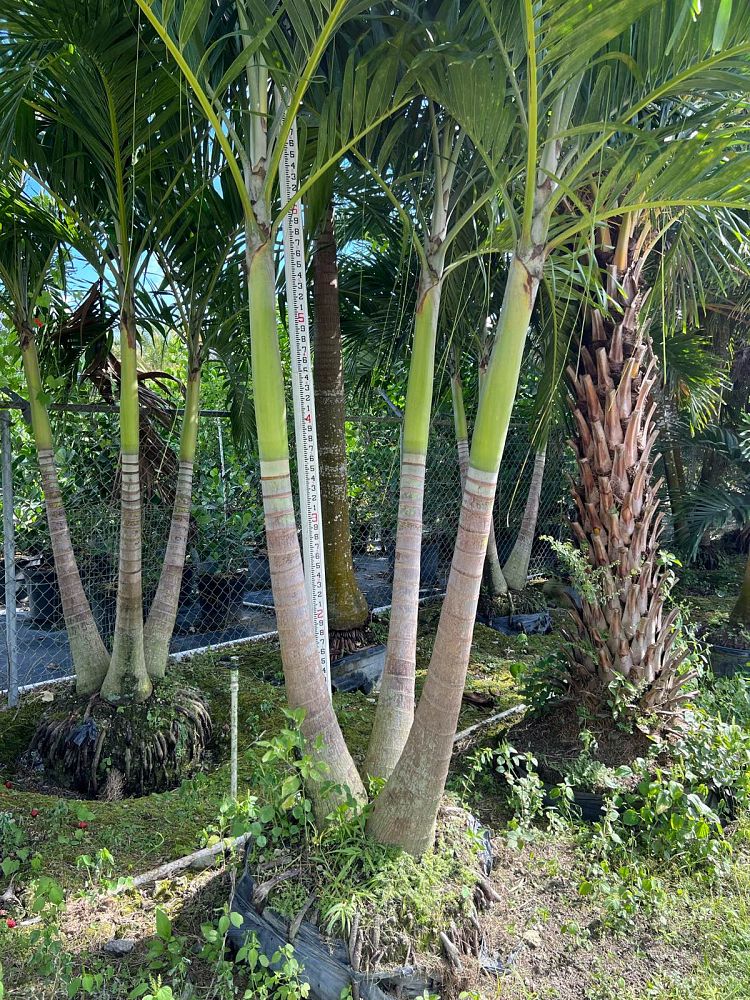 veitchia-merrillii-christmas-palm-adonidia-merrillii
