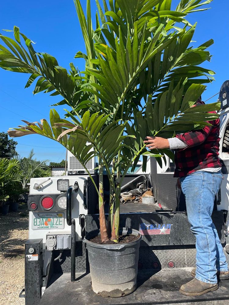veitchia-merrillii-christmas-palm-adonidia-merrillii