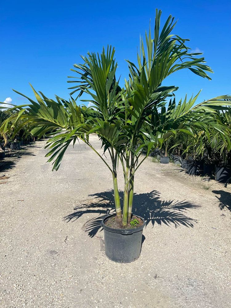 veitchia-merrillii-christmas-palm-adonidia-merrillii