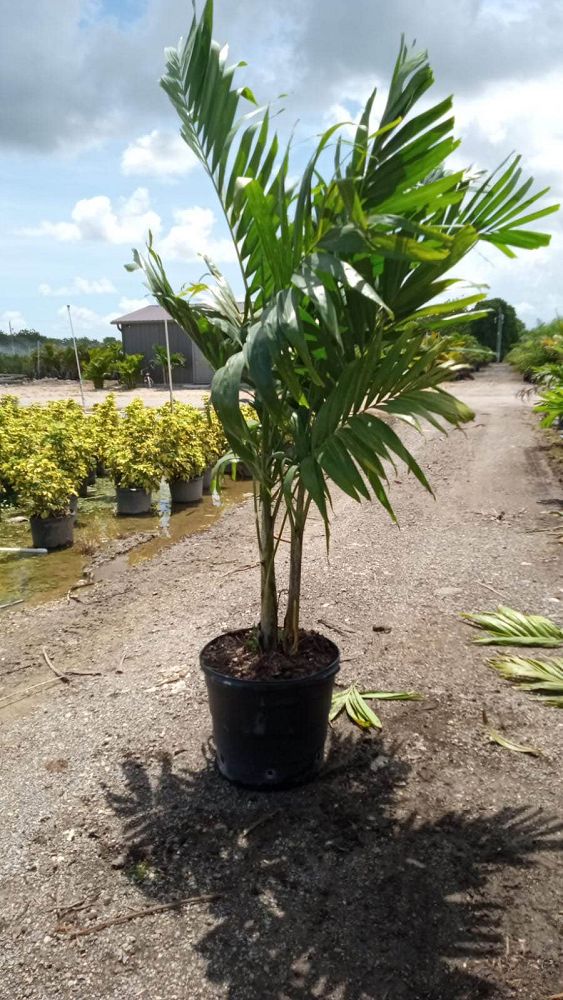 veitchia-merrillii-christmas-palm-adonidia-merrillii