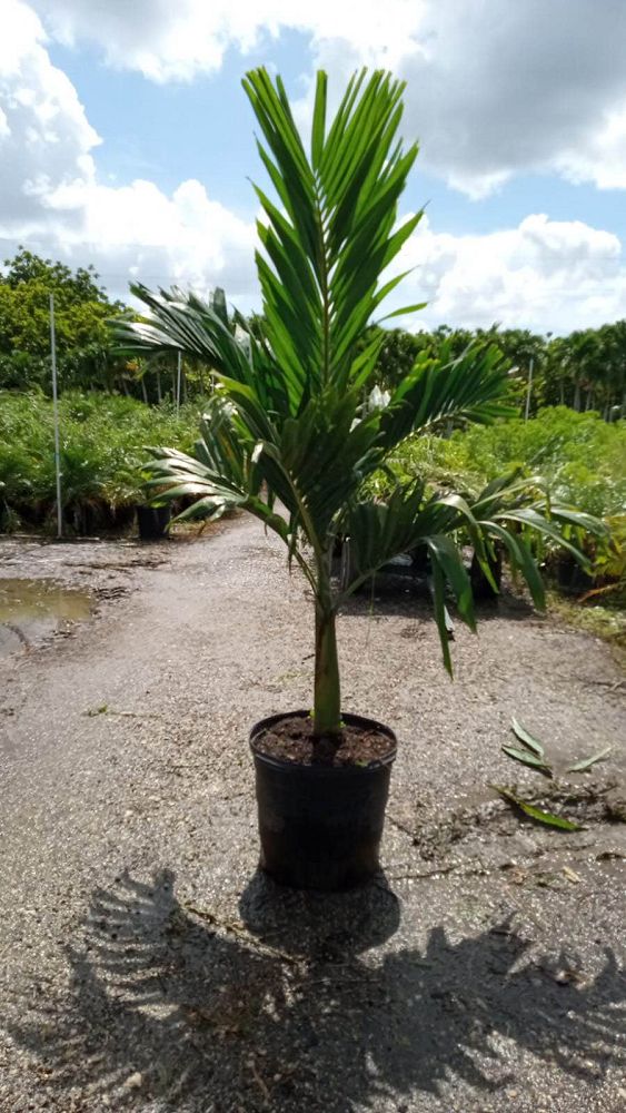 veitchia-merrillii-christmas-palm-adonidia-merrillii