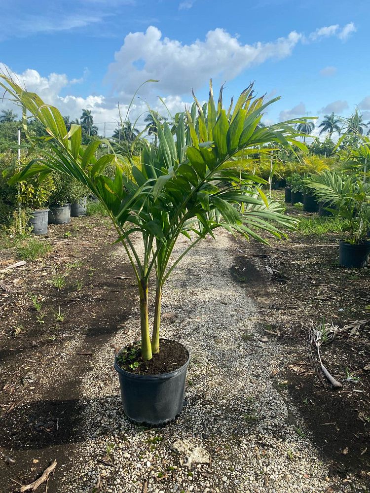 veitchia-merrillii-christmas-palm-adonidia-merrillii