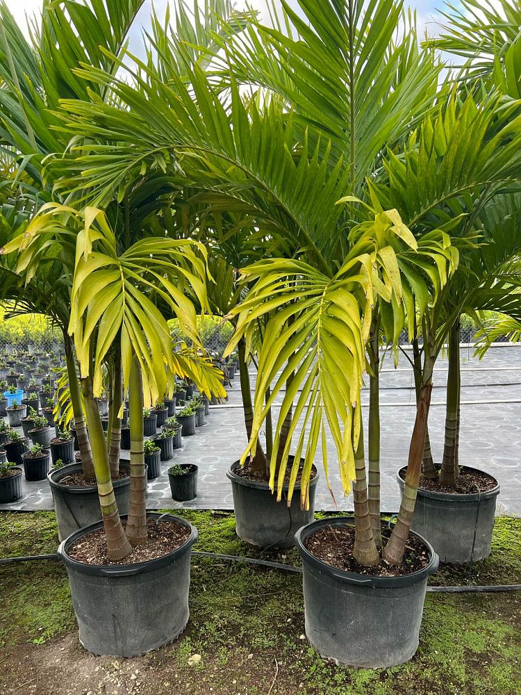 veitchia-merrillii-christmas-palm-adonidia-merrillii
