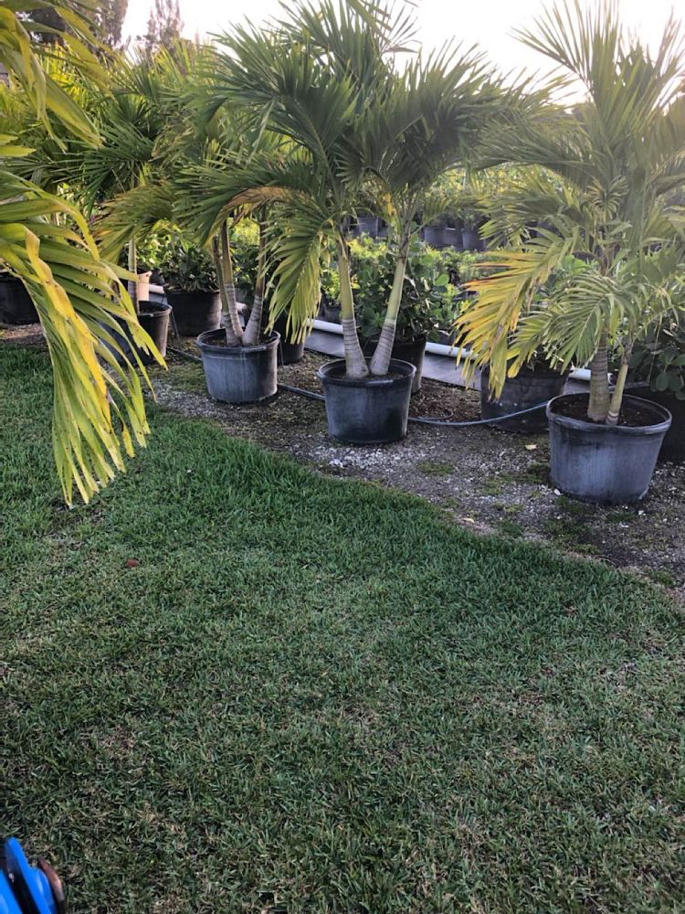 veitchia-merrillii-christmas-palm-adonidia-merrillii