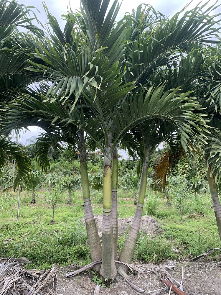 veitchia-merrillii-christmas-palm-adonidia-merrillii