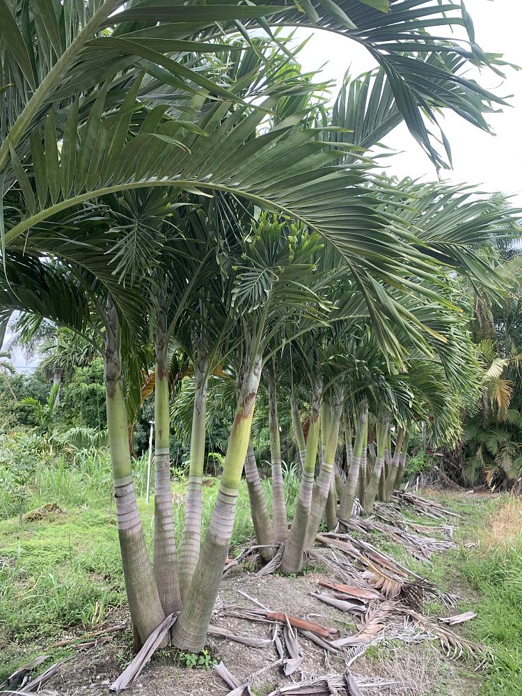 veitchia-merrillii-christmas-palm-adonidia-merrillii