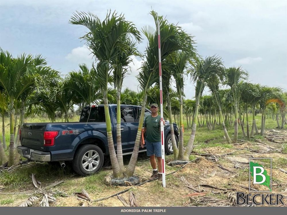 veitchia-merrillii-christmas-palm-adonidia-merrillii