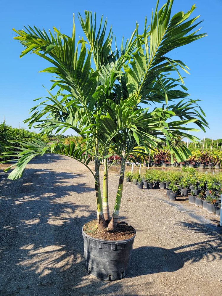 veitchia-merrillii-christmas-palm-adonidia-merrillii
